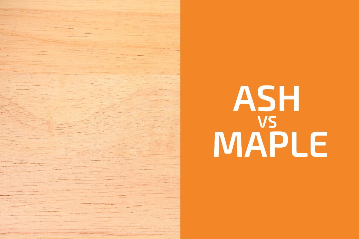 Ash和Maple:用哪個?